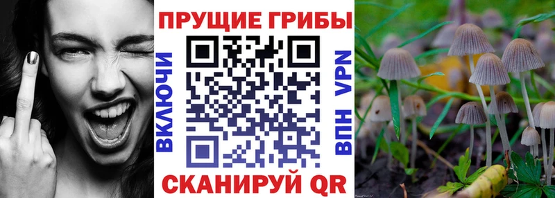 кракен как зайти  Ворсма  площадка телеграм  Галлюциногенные грибы Psilocybine cubensis 